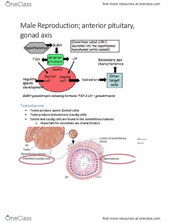 BIOM 3200 Lecture Notes - Lecture 4: Endocrine System, Anterior Pituitary, Adipose Tissue thumbnail