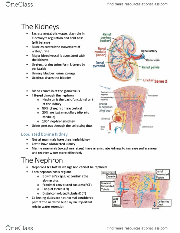 BIOM 3200 Lecture Notes - Lecture 6: Tubular Fluid, Transcellular Transport, Reabsorption thumbnail