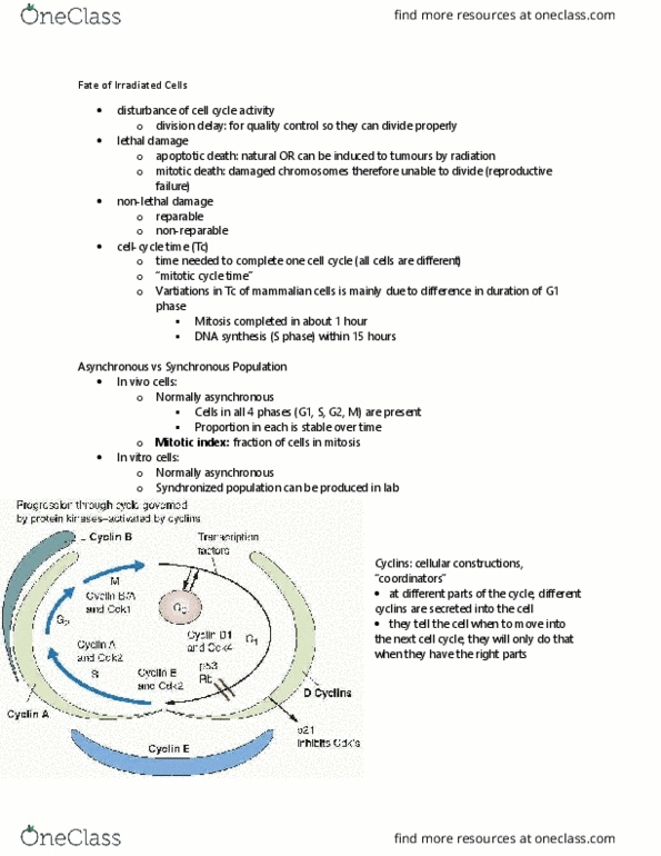 MEDRADSC 2X03 Lecture Notes - Lecture 7: Interphase, Reticulocyte, G1 Phase thumbnail