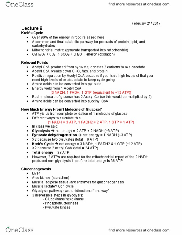 NUTR 3210 Lecture Notes - Lecture 8: Malonyl-Coa, Cori Cycle, Pyruvic Acid thumbnail