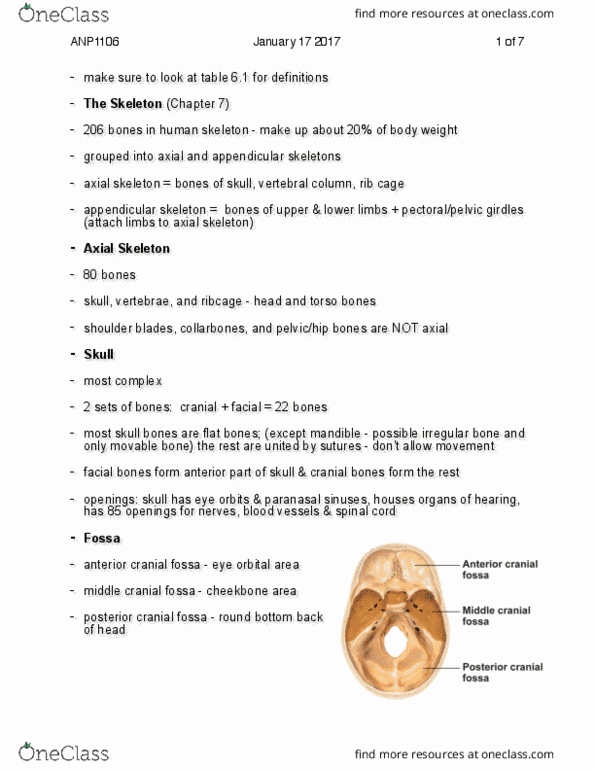 ANP 1106 Lecture Notes - Lecture 4: External Occipital Protuberance, Palatine Process Of Maxilla, Ossification thumbnail