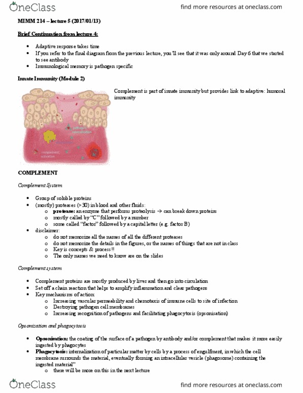 MIMM 214 Lecture Notes - Lecture 5: Phagosome, Neutrophil, Basophil thumbnail