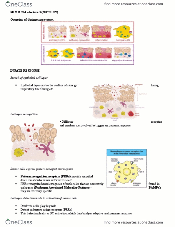 MIMM 214 Lecture Notes - Lecture 3: Phagocyte, White Blood Cell, Immunity (Medical) thumbnail