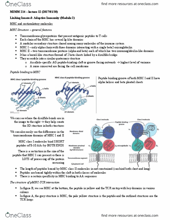 MIMM 214 Lecture Notes - Lecture 12: Transmembrane Protein, Signal 1, Thymus thumbnail