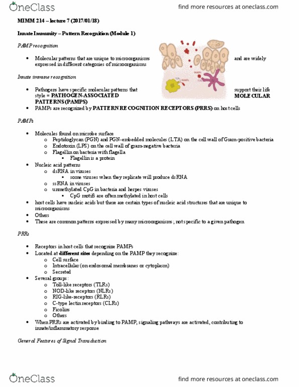 MIMM 214 Lecture Notes - Lecture 7: Interferon, Co-Stimulation, Cell Membrane thumbnail