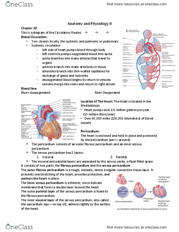 BIO 215 Lecture Notes - Lecture 1: Mediastinum, Endocardium, Fetal Circulation thumbnail