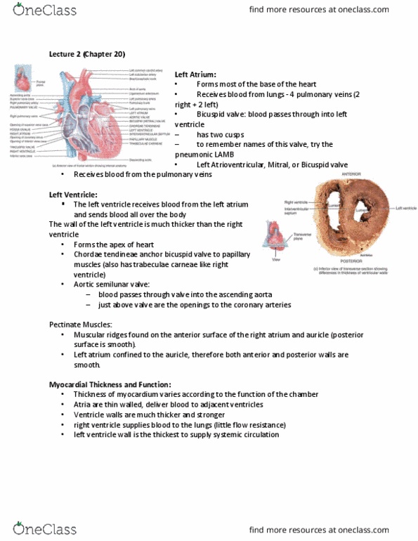 BIO 215 Lecture Notes - Lecture 2: Papillary Muscle, Aortic Valve, Circulatory System thumbnail