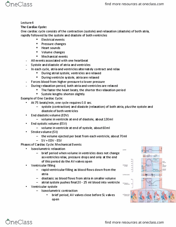 BIO 215 Lecture Notes - Lecture 4: Heart Sounds, Pulmonary Artery, Autonomic Nervous System thumbnail