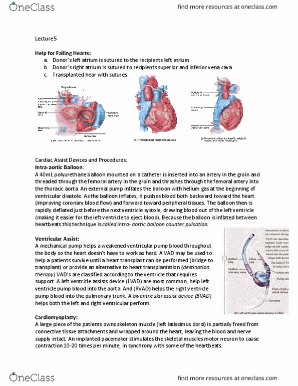 BIO 215 Lecture Notes - Lecture 5: Ductus Arteriosus, Ope, Ductus Venosus thumbnail