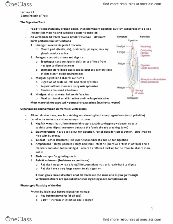 BIOLOGY 3XL3 Chapter Notes - Chapter 12: Teleost, Omnivore, Hindgut thumbnail