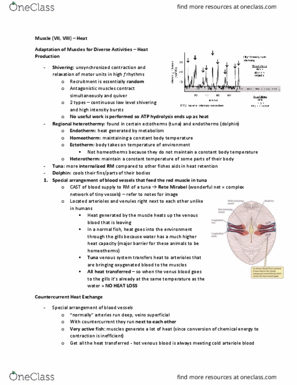 BIOLOGY 3XL3 Chapter Notes - Chapter 5: Swordfish, Scombridae, Opah thumbnail