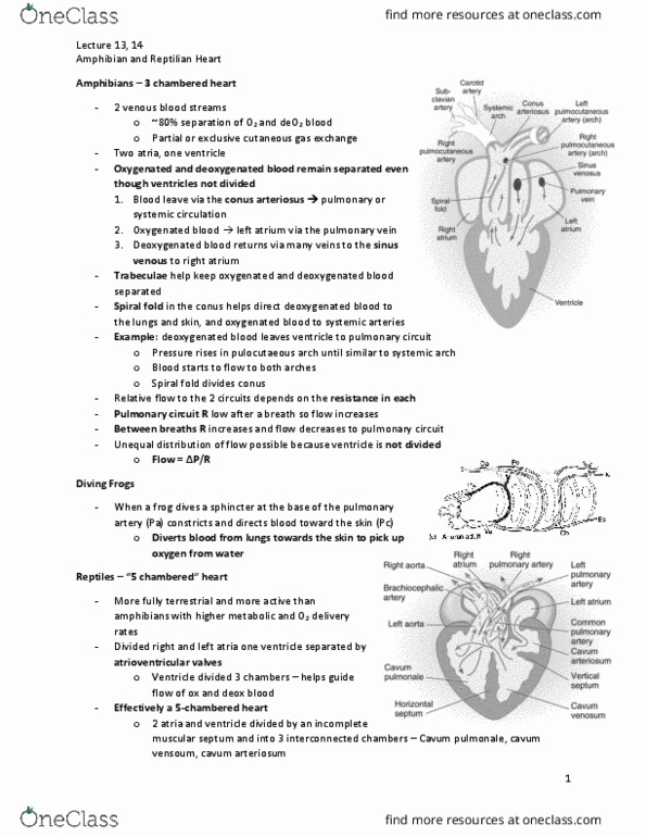 BIOLOGY 3XL3 Chapter Notes - Chapter 8: Digestion, Heart Valve, Pulmonary Circulation thumbnail