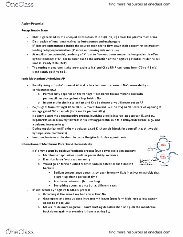 BIOLOGY 3P03 Lecture Notes - Lecture 4: Neuroglia, Demyelinating Disease, Afterhyperpolarization thumbnail