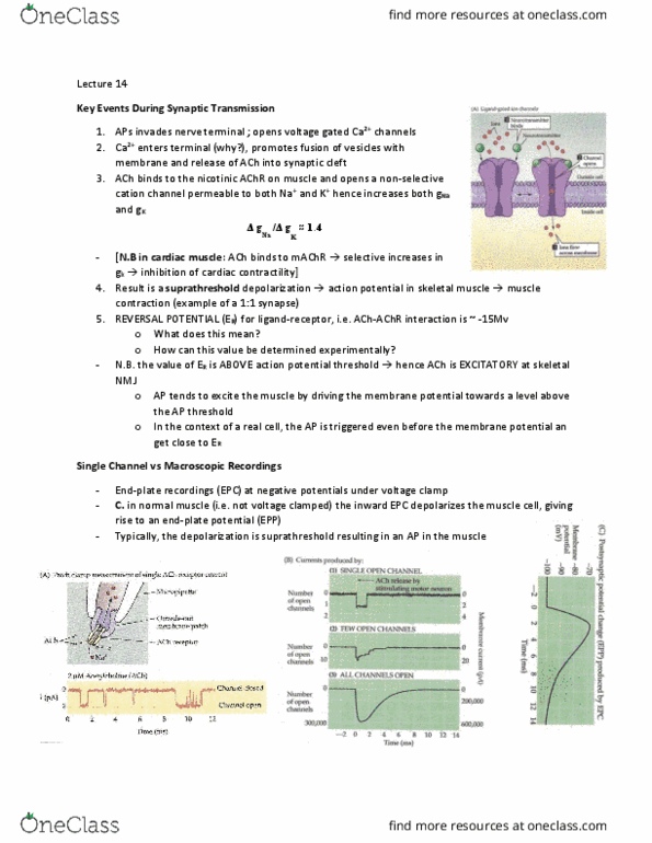 BIOLOGY 3P03 Lecture Notes - Lecture 14: Vascular Smooth Muscle, Pertussis, Amlodipine thumbnail