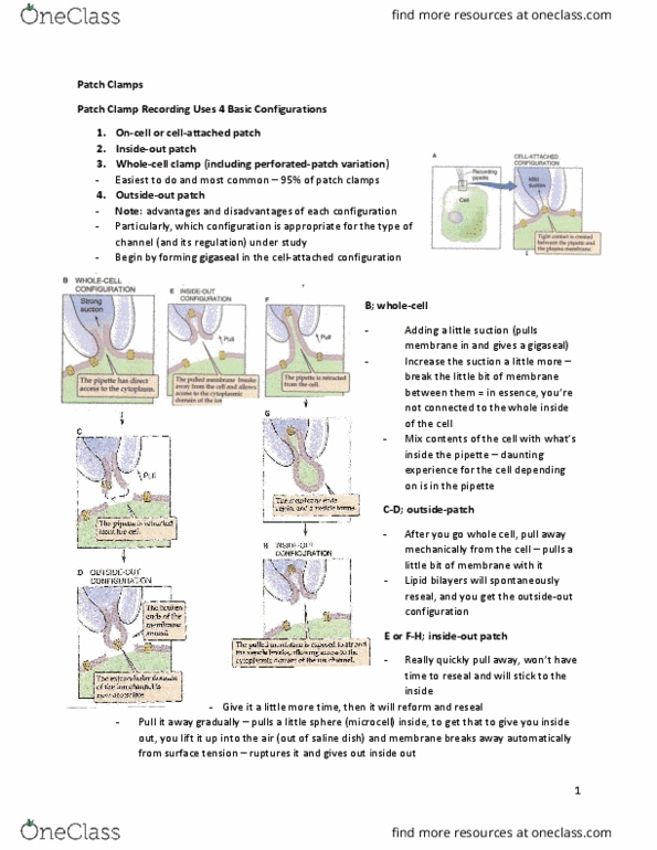 BIOLOGY 3P03 Lecture Notes - Lecture 7: Patch Clamp, Asteroid Family, Neuromuscular Junction thumbnail