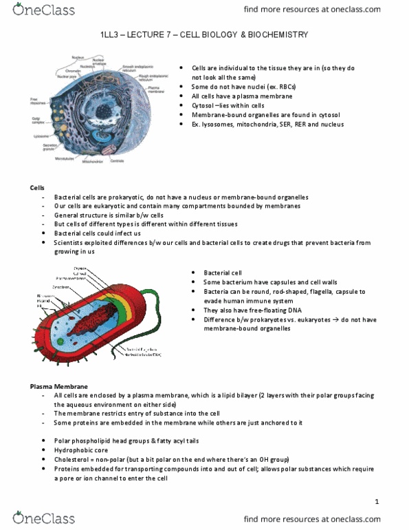 HTHSCI 1LL3 Lecture Notes - Lecture 7: Osmosis, Post-Translational Modification, Golgi Apparatus thumbnail