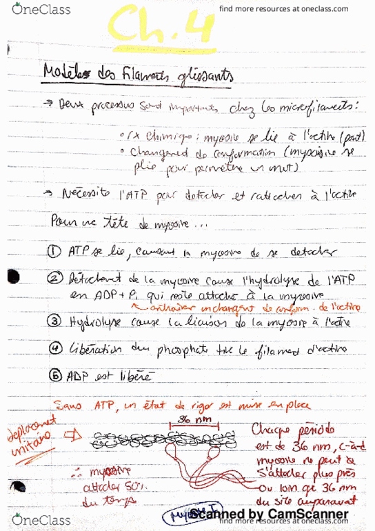 BIO 3703 Lecture 4: Muscle 1 thumbnail