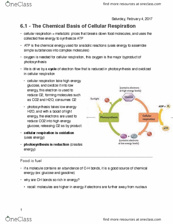 Biology 1002B Chapter Notes - Chapter 6: Pyruvate Dehydrogenase Complex, Acetyl-Coa, Oxidative Phosphorylation thumbnail