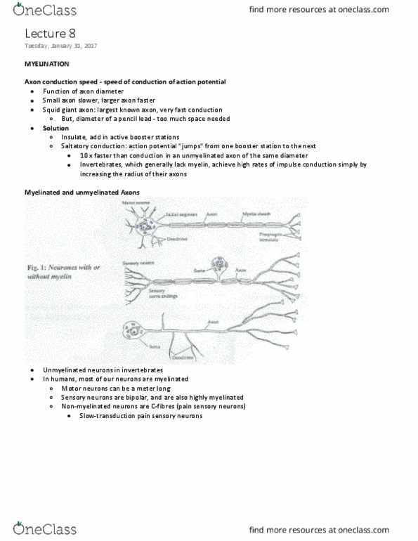 NEUR 310 Lecture Notes - Lecture 8: Myelin Basic Protein, Experimental Autoimmune Encephalomyelitis, Squid Giant Axon thumbnail