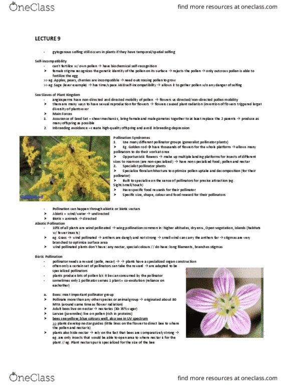 BIOA02H3 Lecture Notes - Lecture 9: Pollination, Flowering Plant, Starch thumbnail