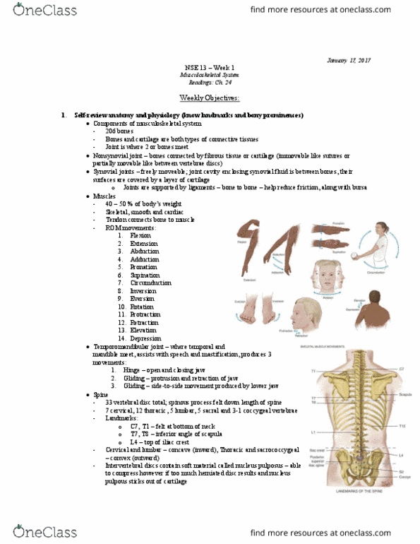 NSE 13A/B Chapter Notes - Chapter 24: Anterior Superior Iliac Spine, Posterior Superior Iliac Spine, Hip Fracture thumbnail