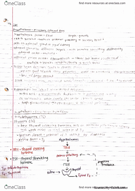 INTEGBI C143B Lecture 6: Continuation of Hypothalamo-pituitary axis thumbnail