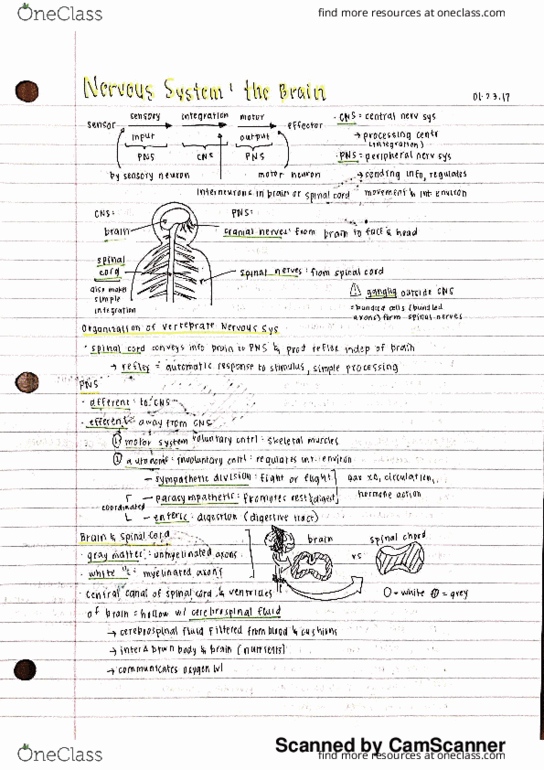 BILD 2 Lecture 6: BILD 2 Lecture 6 thumbnail