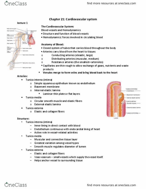 BIO 215 Lecture Notes - Lecture 6: Theca Interna, Vascular Smooth Muscle, Tunica Media thumbnail