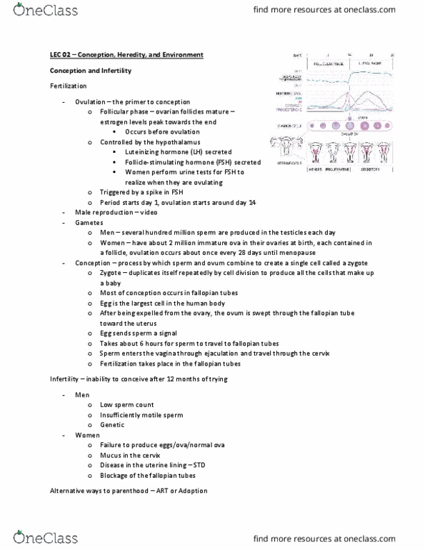 PSYB20H3 Lecture Notes - Lecture 2: Fallopian Tube, Artificial Insemination, Immature Ovum thumbnail