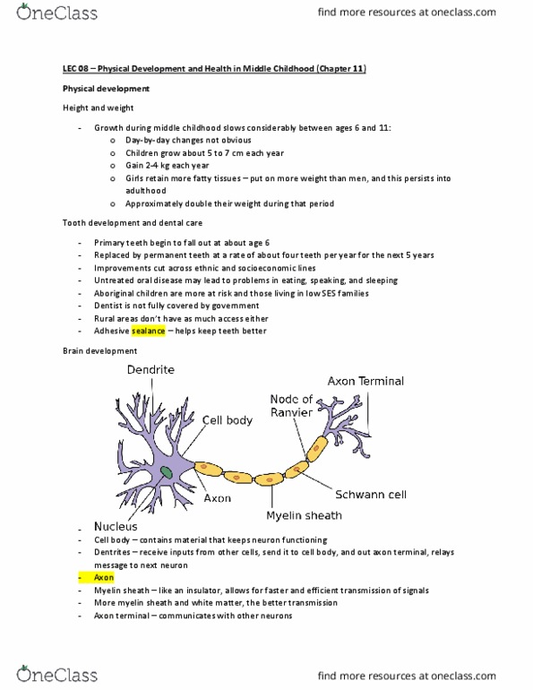 PSYB20H3 Lecture Notes - Lecture 8: Obstructive Sleep Apnea, School Refusal, Myelin thumbnail