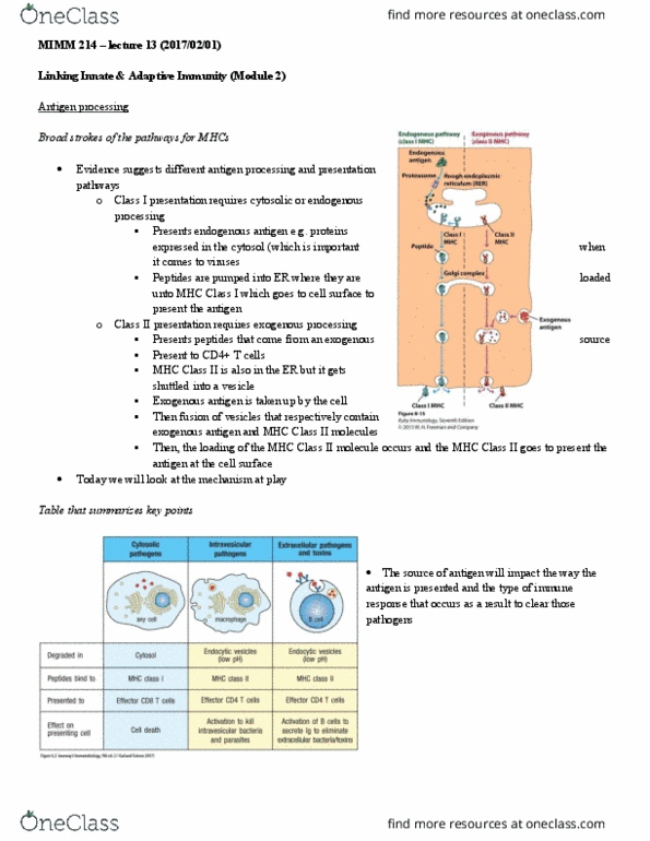 MIMM 214 Lecture Notes - Lecture 13: Mhc Class Ii, Tapasin, Antigen Presentation thumbnail