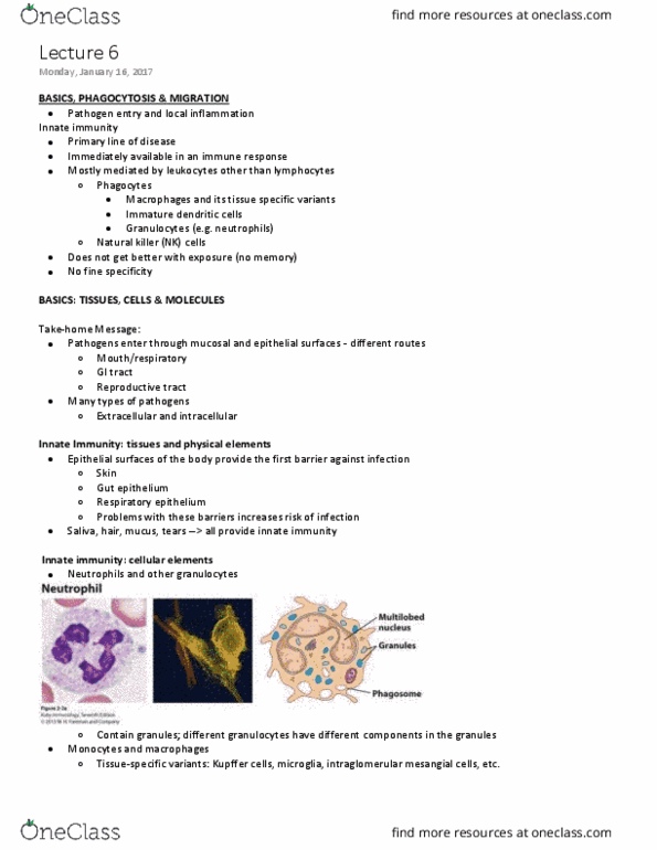 MIMM 214 Lecture 6: Innate Immunity II: Basics, Phagocytosis & Migration thumbnail