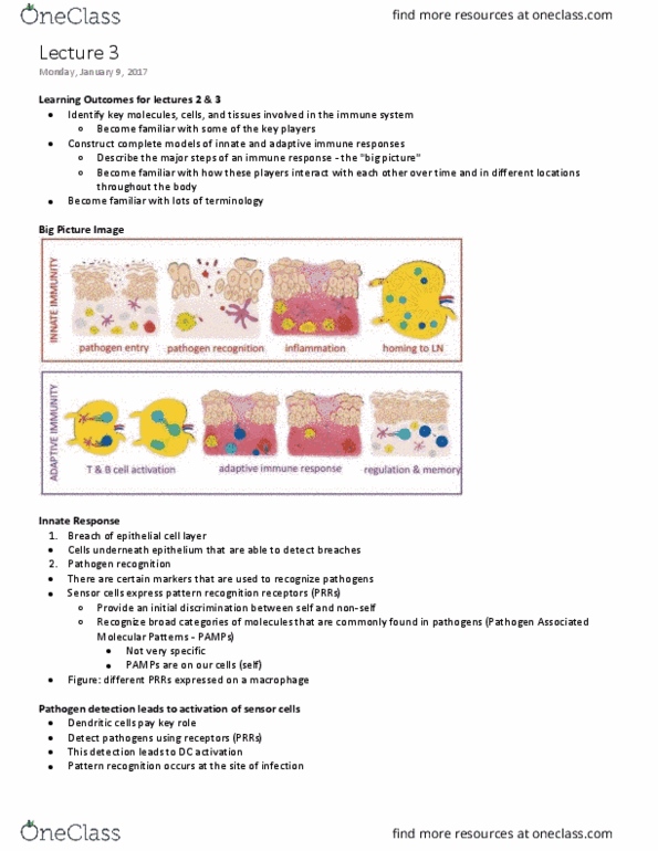 MIMM 214 Lecture 3: Overview of the Immune System II thumbnail