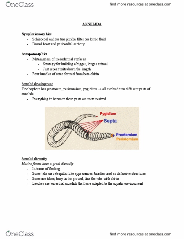 BIO 2135 Lecture Notes - Lecture 10: Coelom, Peristomium, Annelid thumbnail