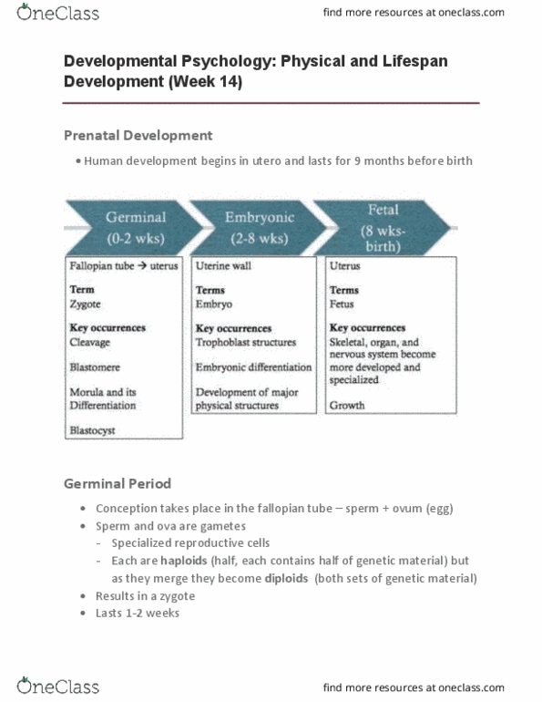 PSYC 100 Lecture Notes - Lecture 14: Amniotic Sac, Morula, Blastocyst thumbnail