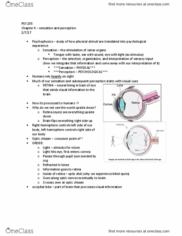 PSY 205 Lecture Notes - Lecture 4: Optic Chiasm, Occipital Lobe, Retina thumbnail