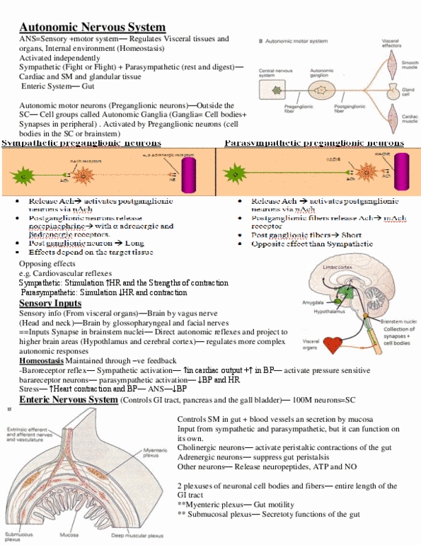 PHGY 209 Lecture Notes - Autonomic Nervous System, Vagus Nerve, Cardiac Output thumbnail