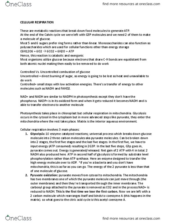 Biology 1202B Lecture Notes - Lecture 5: Acetyl-Coa, Cellular Respiration, Atp Synthase thumbnail