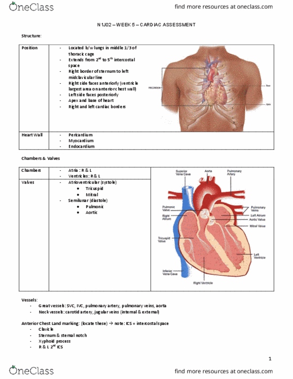 NURSING 1J02 Lecture Notes - Lecture 5: Pulmonary Valve, Aortic Valve, Heart Sounds thumbnail