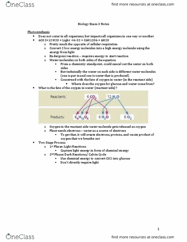 BIOL 1201 Lecture Notes - Lecture 3: Photosystem Ii, Thylakoid, Photosystem I thumbnail