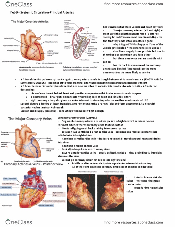 Anatomy and Cell Biology 3319 Lecture Notes - Lecture 32: Anterior Interventricular Sulcus, Middle Cardiac Vein, Posterior Interventricular Sulcus thumbnail
