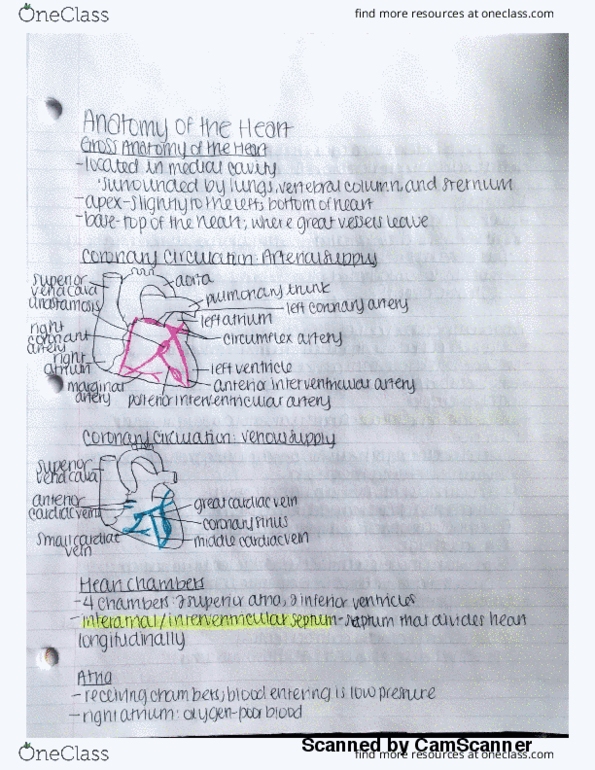 EXSC 224 Lecture 4: Heart Anatomy thumbnail