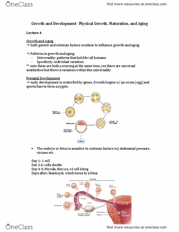 Kinesiology 3347A/B Lecture Notes - Lecture 4: Umbilical Cord, Birth Weight, Prenatal Development thumbnail