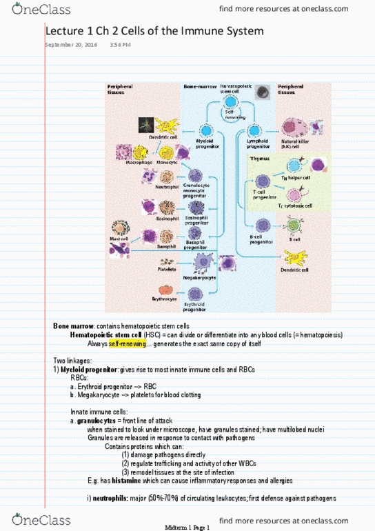 BIOL 3120 Lecture Notes - Lecture 1: Phagocytosis, Myeloid Tissue, Eosinophil thumbnail