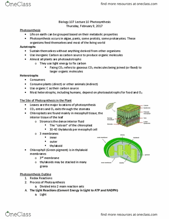 BIOL107 Lecture Notes - Lecture 10: Leaf, Regenerative Circuit, Light-Dependent Reactions thumbnail