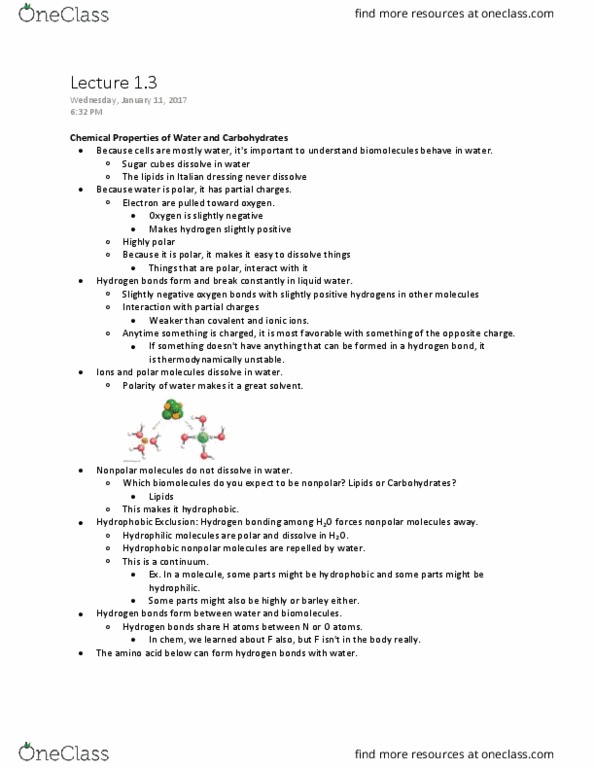 BIOSC 0150 Lecture Notes - Lecture 3: Hydrogen Bond, Biomolecule, Hydrophile thumbnail