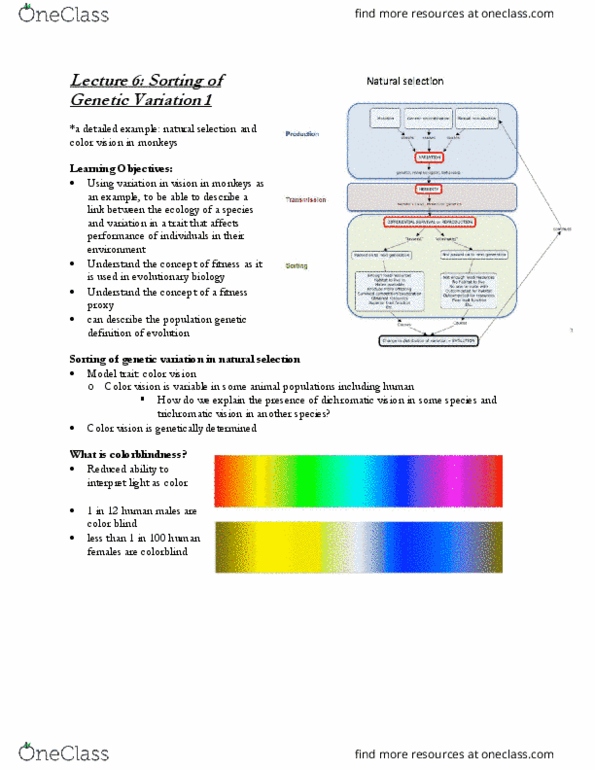 BIO 201 Lecture Notes - Lecture 6: Dichromacy, Color Vision, Callithrix thumbnail