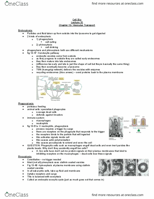 BIOL 2021 Lecture Notes - Lecture 10: Secretion, Cell Membrane, Clathrin thumbnail