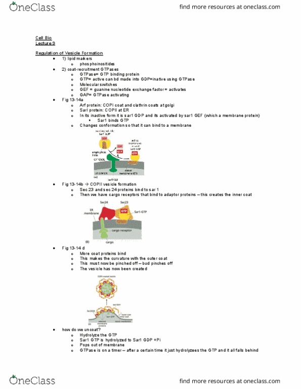BIOL 2021 Lecture Notes - Lecture 9: Copii, Golgi Apparatus, Lipid Bilayer Fusion thumbnail