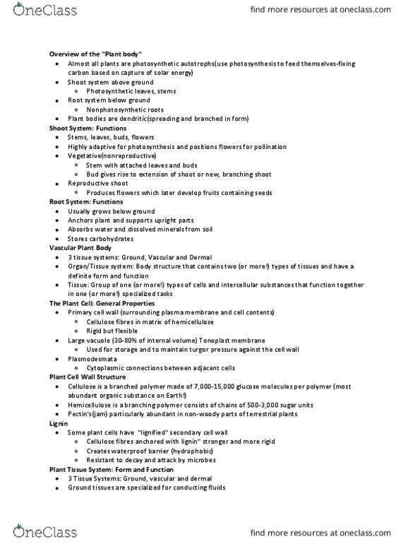 BI111 Lecture Notes - Lecture 7: Sieve Tube Element, Vascular Cambium, The Plant Cell thumbnail